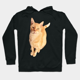 Ginger Cat Hoodie